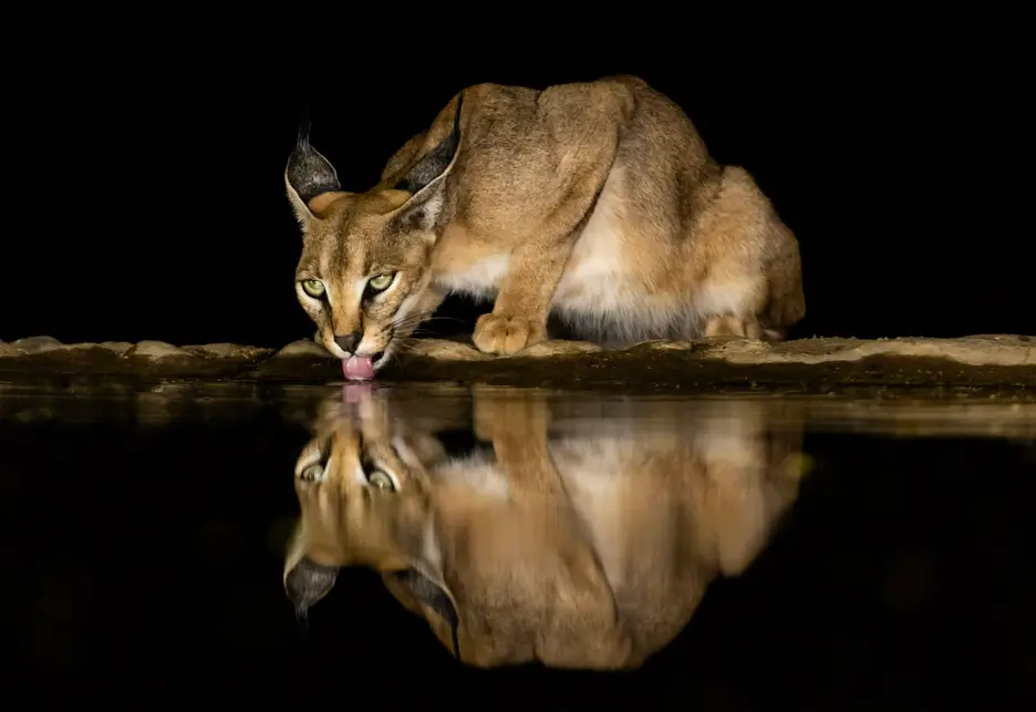 Caracal drinking water at night with its reflection visible in the still surface