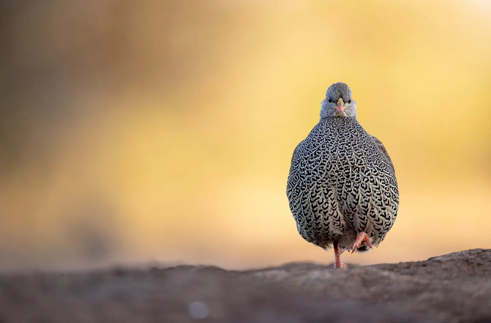 Front view of a speckled bird standing on one leg against a soft yellow background