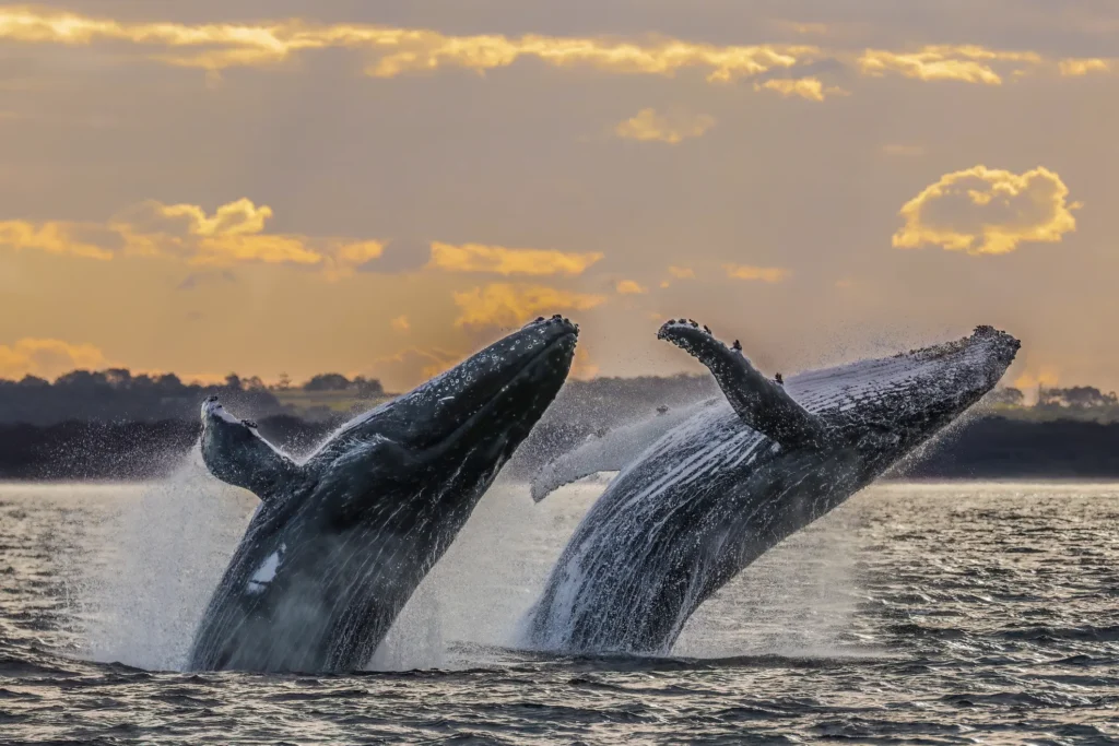 Two humpback whales breaching side by side at sunset.