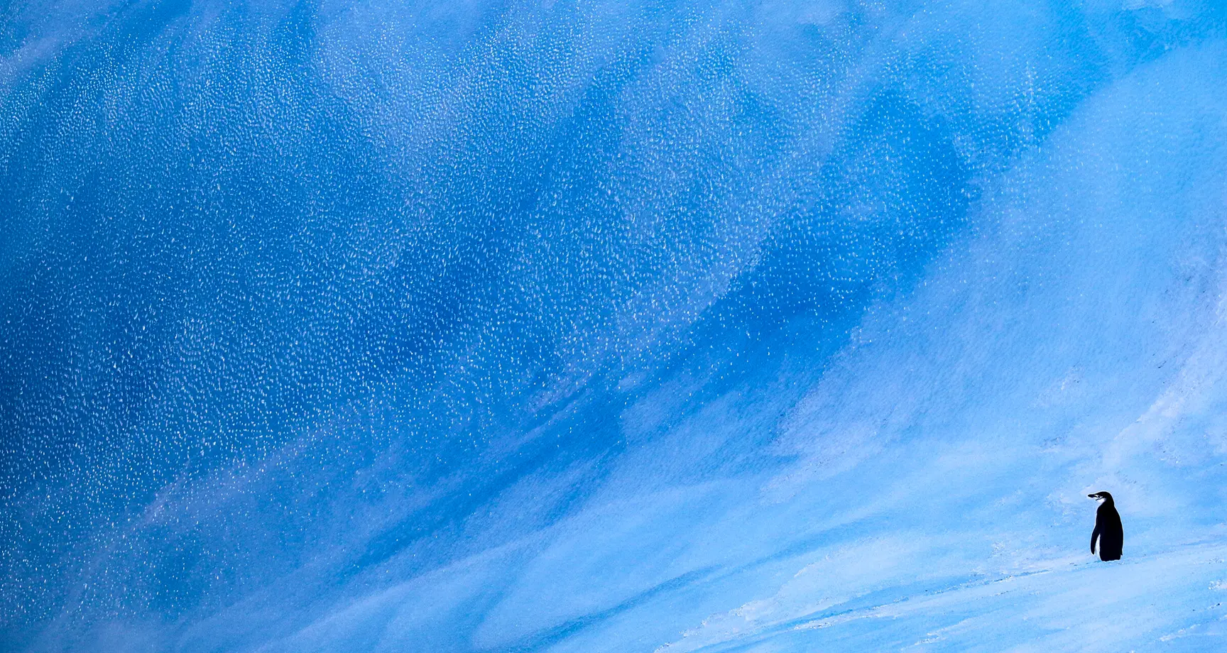 ingle penguin standing on a snowy slope beneath a vast, textured blue ice wall